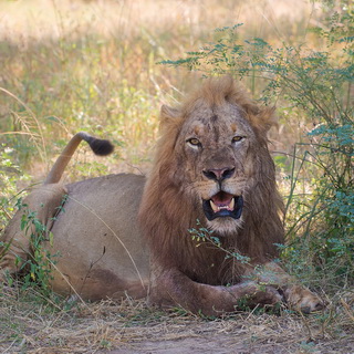 South Luangwa - Lion